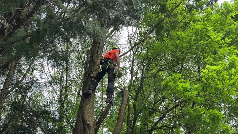 Professional  Tree Services in Colfax, LA